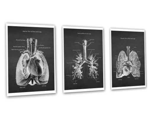 Gnosis Picture Archive Cardio Pulmonary Anatomy Lungs Heart Decor Set of 3 Unframed Medical Art Prints Gnosis Picture Archive Cardio Pulmonary Anatomy Lungs Heart Decor Set of 3 Unframed Medical Art Prints