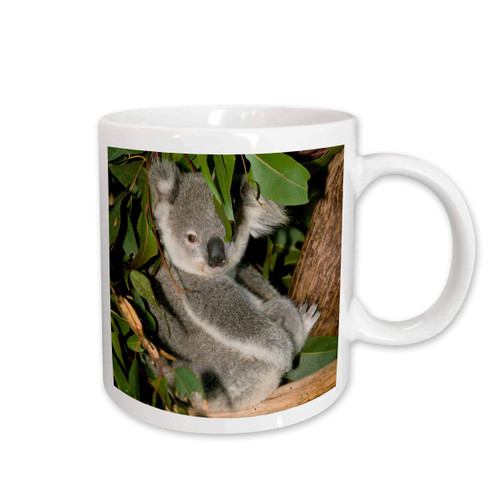 3dRose Australia, Brisbane, Fig Tree Pocket, Koala Bears, Ceramic Mug, 15-Oz
