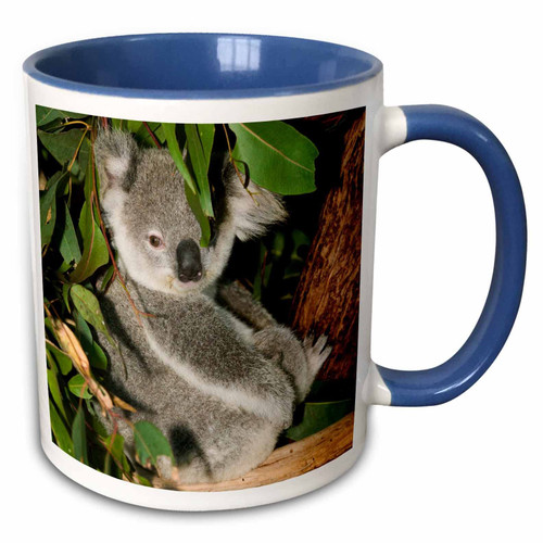 3dRose Australia, Brisbane, Fig Tree Pocket, Koala Bears-AU01 WBI0119 - Walter... - Mugs (mug_70224_6)