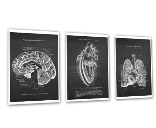 Gnosis Picture Archive Human Anatomy Brain Heart Lungs Set of 3 Unframed Art Prints Medical Decor