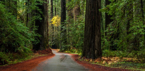 Giant Redwood trees along a forest Humboldt Redwoods State Park California USA Poster Print by Panoramic Images (12 x 6)