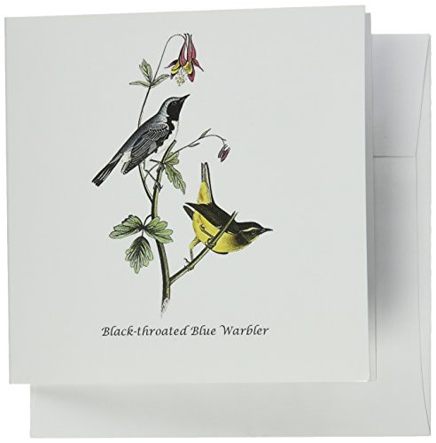 3dRose Black-Throated Blue Warbler, John James Audubon - Greeting Cards, 6 x 6", Set of 12 (gc_114029_2)