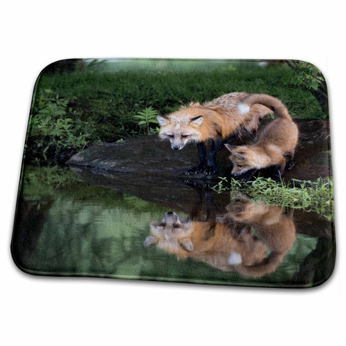 3dRose USA, Minnesota, Sandstone. Red Fox and kit Reflected... - Bathroom Bath Rug Mats (rug-190753-1)