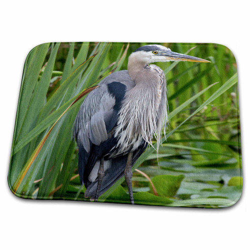 3dRose USA, Washington, Great Blue Heron Bird - US48... - Bathroom Bath Rug Mats (rug-148088-1)
