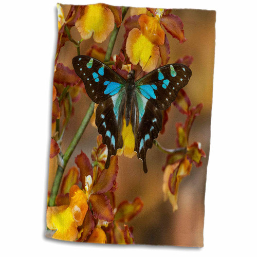 3dRose Danita Delimont - Butterflies - Swallowtail Butterfly - Towels (twl-228315-1) 3dRose Danita Delimont - Butterflies - Swallowtail Butterfly - Towels (twl-228315-1)