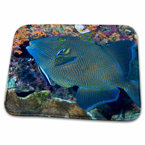 3dRose Indonesia, Raja Ampat. Cleaner wrasse fish, reef-AS11... - Dish Drying Mats (ddm-71936-1)