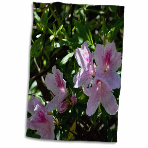 3dRose ET Photography - Azaleas - Soft delicate light pink azalea flowers - Towels (twl-161043-1)
