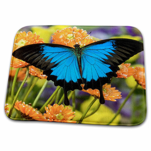 3dRose Mountain Blue Butterfly, Papilio Ulysses - Dish Drying Mats (ddm-313932-1) 3dRose Mountain Blue Butterfly, Papilio Ulysses - Dish Drying Mats (ddm-313932-1)