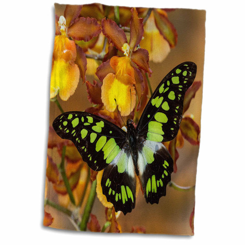 3dRose Danita Delimont - Butterflies - Electric Green Swallowtail Butterfly - Towels (twl-228378-1) 3dRose Danita Delimont - Butterflies - Electric Green Swallowtail Butterfly - Towels (twl-228378-1)