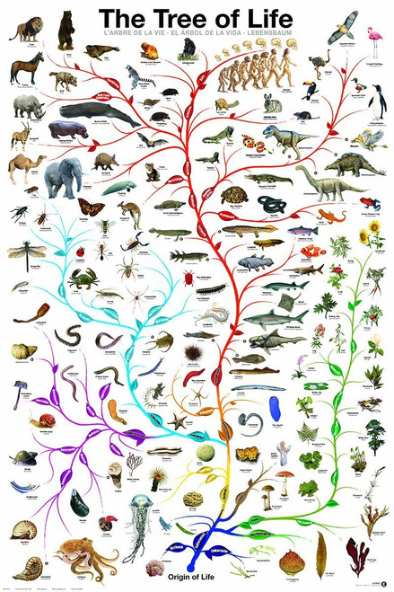 EuroGraphics Laminated Evolution Tree of Life Featuring Charles Darwin Poster Print 24x36