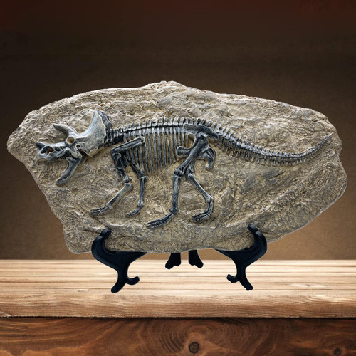 XINDAM Resin Triceratops Dinosaur Fossil Statue Model Simulated Skeleton Home Office Display Decorative Craft Box Decoration (Style 6)
