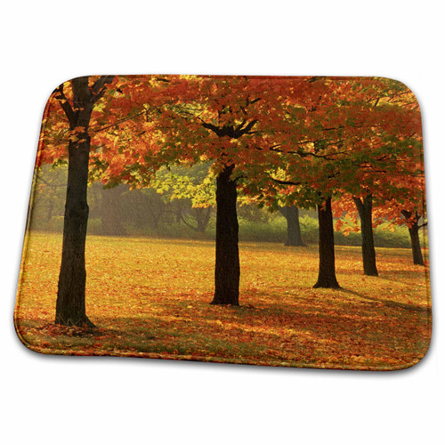 3dRose Canada, Ontario, Guelph. Sugar maple trees in autumn. - Dish Drying Mats (ddm-329866-1)