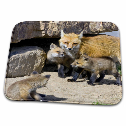 3dRose Colorado, Breckenridge. Red Foxes - US06 BJA0064 -... - Bathroom Bath Rug Mats (rug-88828-1)