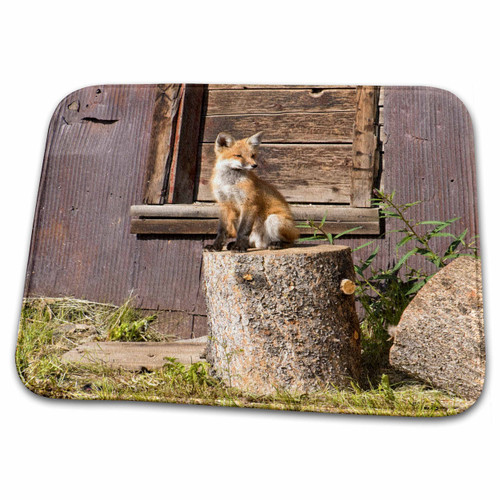 3dRose Colorado, Breckenridge. Fox - US06 BJA0267 - Jaynes... - Bathroom Bath Rug Mats (rug-88877-1)