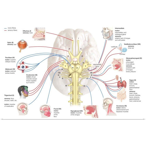 GREATBIGCANVAS Cranial Nerves. Nervous System Unframed Poster Print