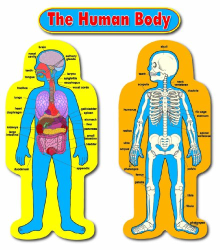 Carson Dellosa Child-Size Human Body Bulletin Board Set (3215)