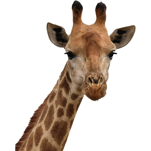 3D Giraffe Stickers 4 Pack,Pet Dog Car Crack Decals Dog Window Clings Electrostatic Stickers for Car Window Wall Realistic Animal Funny Static Stickers 3D Car Window Decal Auto Decor Accessories