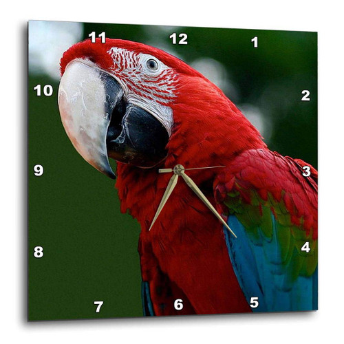 3dRose Birds Parrots - Wall Clock, 10 by 10-Inch (DPP_17654_1)