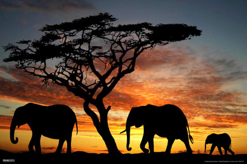 Pyramid America Elephants African Sunset Photo Photograph Cool Wall Decor Art Print Poster 12x18