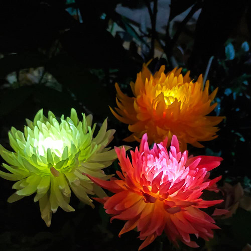 Best to Buy 4 Pack Outdoor Solar Lights, Solar Garden Lights with 4 Bigger Chrysanthemum Flowers, Waterproof Outdoor Lights - Bigger Solar Panel for Garden Patio Yard Pathway (4pack White) Best to Buy 4 Pack Outdoor Solar Lights, Solar Garden Lights with 4 Bigger Chrysanthemum Flowers, Waterproof Outdoor Lights - Bigger Solar Panel for Garden Patio Yard Pathway (4pack White)