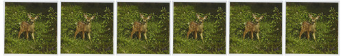 3dRose USA, Colorado, White River, Mule Deer Wildlife - Greeting Cards, 6 x 6", Set of 6 (gc_143079_1) 3dRose USA, Colorado, White River, Mule Deer Wildlife - Greeting Cards, 6 x 6", Set of 6 (gc_143079_1)