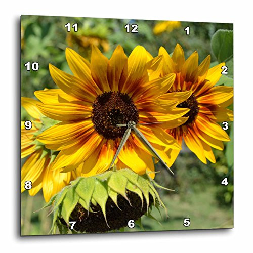 3dRose dpp_32690_1 Red and Yellow Sunflowers Macro Photography Flowers Wall Clock, 10 by 10-Inch