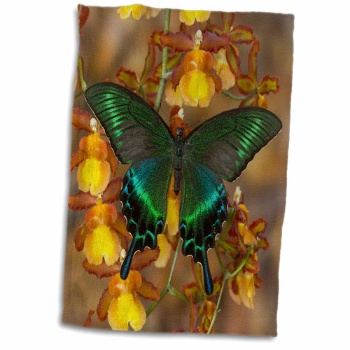 3dRose Danita Delimont - Butterflies - Peacock Swallowtail Butterfly - Towels (twl-228393-1)