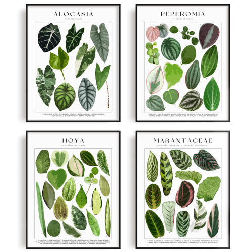 Plant Poster Set of 4 UNFRAMED - Botanical Wall Art - Plant Stuff - Green Wall Art - Plant Wall Art - Plant Art Wall Prints - Plant Prints - Plant Pictures Wall Art - 8x10" (EDEN)