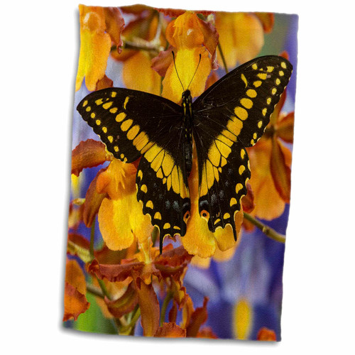 3dRose Black Swallowtail Male from Costa Rica, Papilio Polyxenes - Towels (twl-228345-1)