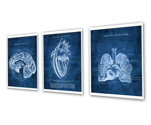 Gnosis Picture Archive Anatomy Art Brain Heart Lungs Set of 3 Unframed Blue Medical Decor Prints Gnosis Picture Archive Anatomy Art Brain Heart Lungs Set of 3 Unframed Blue Medical Decor Prints