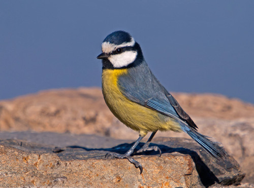 ConversationPrints AFRICAN BLUE TIT BIRD GLOSSY POSTER PICTURE PHOTO PRINT BANNER paridae cute