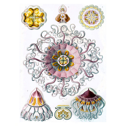 Wee Blue Coo 38th Plate Ernst Haeckel Kunstformen Der Natur Peromedusae Large Art Print Poster Wall Decor 18x24 inch