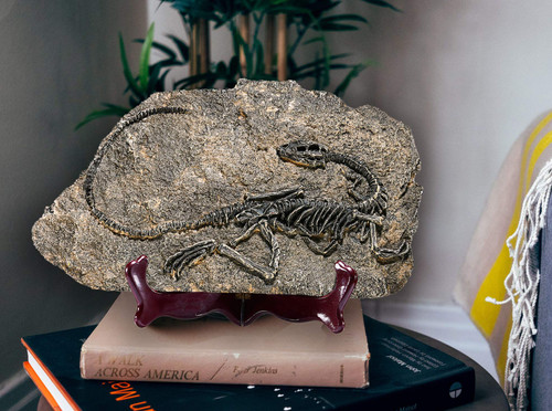 LAGOM HOUSE Resin Fossils Dinosaur Model Dinosaur Fossil Replica Decoration Velociraptor Model/Skeleton Raptor in Home | Office | School (11.4X 7in) (Style ?) LAGOM HOUSE Resin Fossils Dinosaur Model Dinosaur Fossil Replica Decoration Velociraptor Model/Skeleton Raptor in Home | Office | School (11.4X 7in) (Style ?)