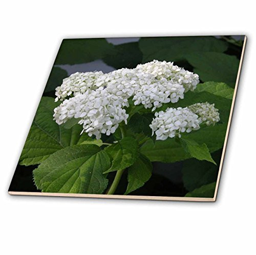3dRose ct_26864_7 White Hydrangeas-Glass Tile, 8-Inch