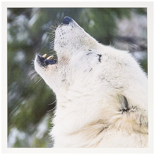 ROCKY MOUNTAIN GRAY WOLF - Greeting Card, 6 x 6 inches, single (gc_173723_5)