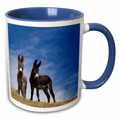 3dRose Danita Delimont - Maresa Pryor - Donkey - Burros, Cimarron, New Mexico, USA - 11oz Two-Tone Blue Mug (mug_191473_6)