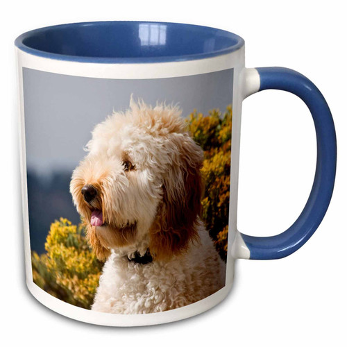 3dRose Danita Delimont - Zandria Muench Beraldo - Dogs - USA, California. Portrait of Labradoodle. - 11oz Two-Tone Blue Mug (mug_192370_6)
