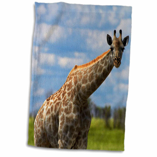 3dRose Giraffe Giraffa camelopardalis, Nxai Pan NP, Botswana, Africa - Towels (twl-187903-1)
