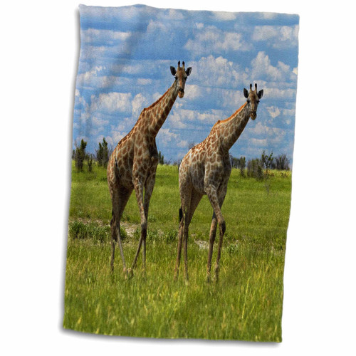 3dRose Giraffe Giraffa camelopardalis, Nxai Pan NP, Botswana, Africa - Towels (twl-187904-1)