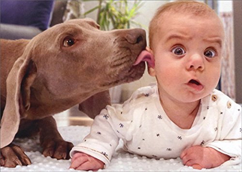 Dog Licks Baby's Ear Avanti Funny/Humorous Birthday Card