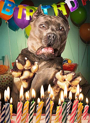 Surprised Dog Birthday Cake - Avanti Lenticular Motion 3D Funny/Humorous Birthday Card