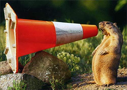 Avanti Press Groundhog Yelling Into Construction Cone Funny/Humorous Congratulations Card Avanti Press Groundhog Yelling Into Construction Cone Funny/Humorous Congratulations Card
