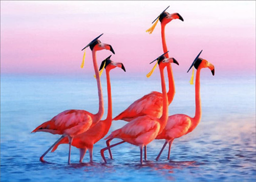 Avanti Press Five Flamingos Wearing Grad Caps Funny / Humorous Congratulations Graduation Card Avanti Press Five Flamingos Wearing Grad Caps Funny / Humorous Congratulations Graduation Card