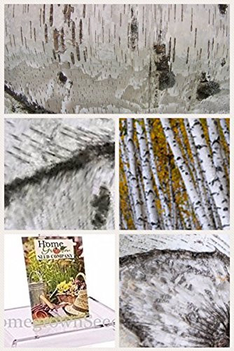 Homegrown Packet Birch Seeds, 100 Seeds, Japanese White Birch Tree