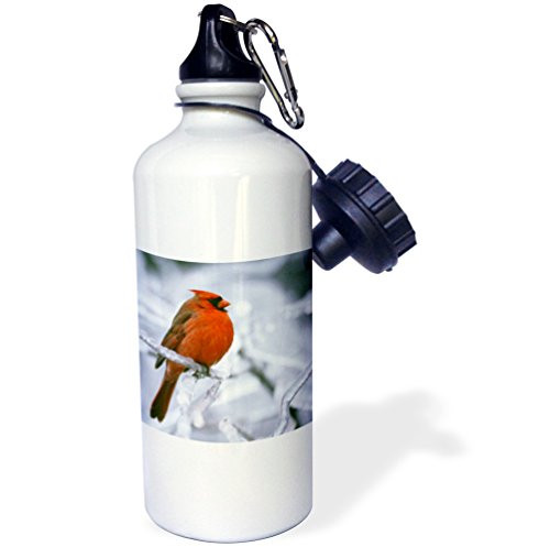 3dRose wb_70449_1"Quebec. Male northern cardinal bird, ice storm-CN10 BJA0019 Janyes Gallery" Sports Water Bottle, 21 oz, White