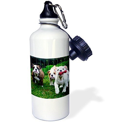 3dRose wb_60014_1"English Bulldogs in Play" Sports Water Bottle, 21 oz, White 3dRose wb_60014_1"English Bulldogs in Play" Sports Water Bottle, 21 oz, White