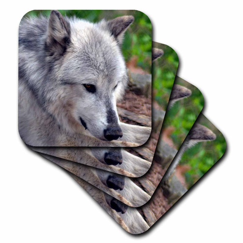3dRose CST_51794_3 A Closeup of a Wolf Ceramic Tile Coasters, Set of 4