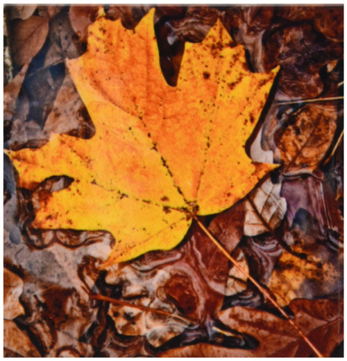 3dRose CST_12681_4 Autumn Leaf Ceramic Tile Coasters, Set of 8