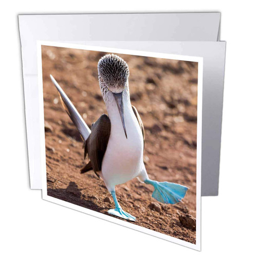 3dRose Ecuador, Galapagos, North Seymour Island. Blue-footed booby... - Greeting Cards (gc_258391_1)