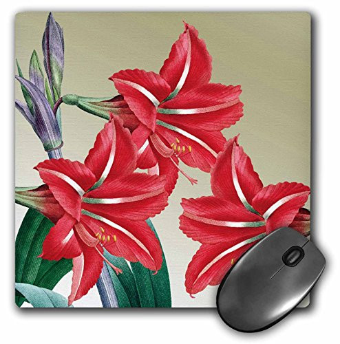 3dRose LLC 8 x 8 x 0.25 Amaryllis Trio Red Flowers Floral Art Vintage Mouse Pad (mp_79198_1)